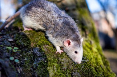 Ormandaki şirin bir fare. Yeni yılın sembolü..
