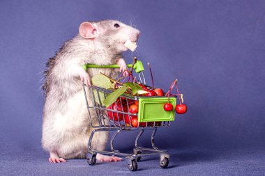 Böğürtlen dolu alışveriş arabası olan şirin bir fare. Yeni Yıl 'ın sembolü. Noel.