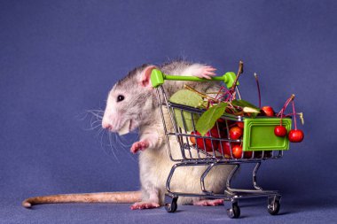 Böğürtlen dolu alışveriş arabası olan şirin bir fare. Yeni Yıl 'ın sembolü. Noel.