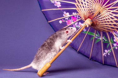 Japon şemsiyeli şirin bir fare. Yeni Yıl 'ın sembolü. Noel.