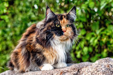 Bahar ormanındaki gri kayanın üzerinde oturan büyük bir rakun kedisi..