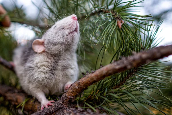 Cute Rat Dumbo Fir Branch Forest Symbol New Year — Stock Photo, Image