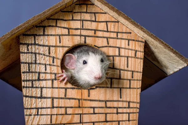 一个可爱的老鼠笨蛋在一间木头房子里1 新年的象征 圣诞节 — 图库照片