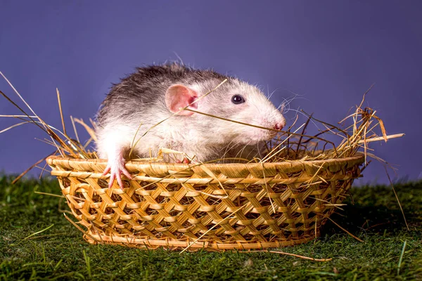 Seekor Tikus Lucu Dumbo Dalam Keranjang Simbol Tahun Baru Natal — Stok Foto