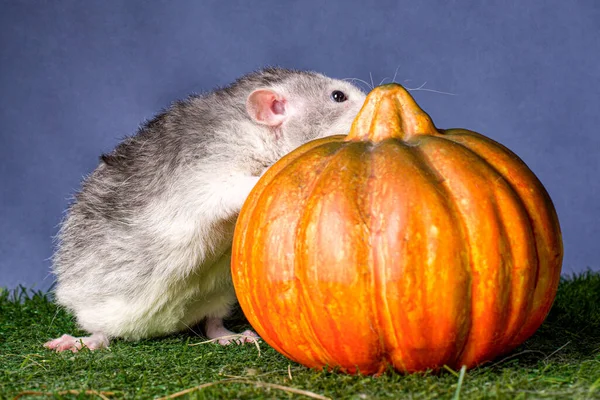 Słodki Szczurzy Dureń Dynią Helloween — Zdjęcie stockowe