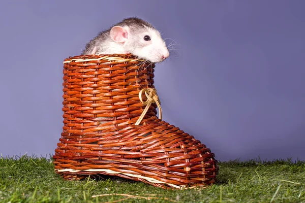 Een Schattige Rat Een Grote Houten Schoen Symbool Van Het — Stockfoto