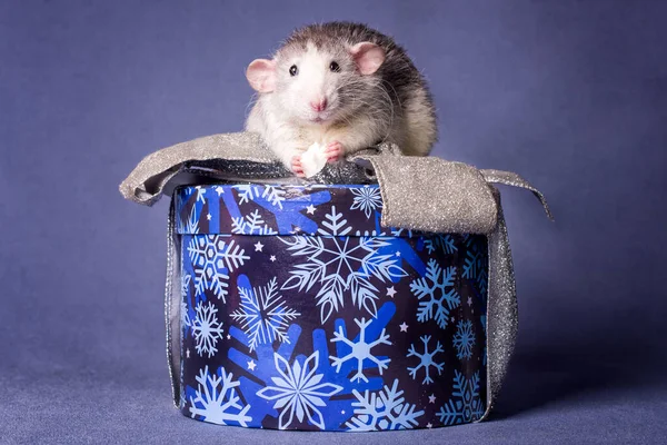 Cute Rat Dumbo Christmas Gift Box Symbol New Year — Stock Photo, Image