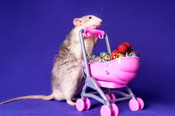 Cute Rat Dumbo Pram Full Christmas Balls Symbol New Year — Stock Photo, Image