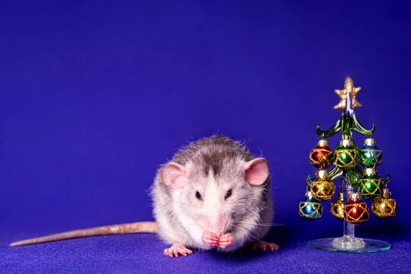 Söt Dumboråtta Med Julgran Det Nya Årets Symbol — Stockfoto