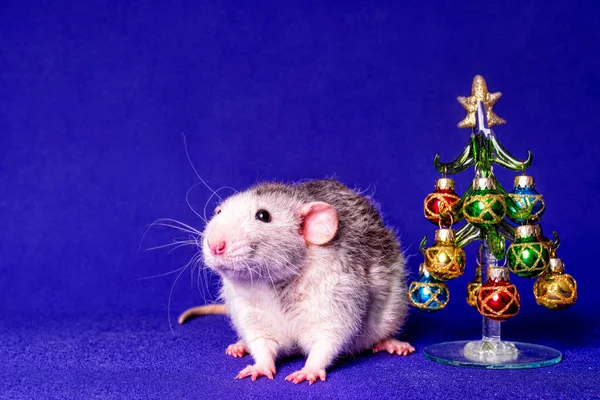 Söt Dumboråtta Med Julgran Det Nya Årets Symbol — Stockfoto