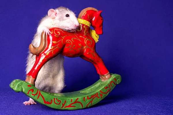 A rat king hi-res stock photography and images - Alamy