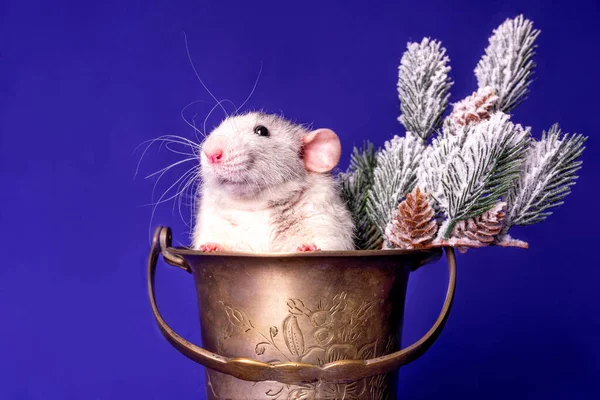 Cute Rat Dumbo Champagne Bucket Snowy Winter Fir Branches Symbol — Stock Photo, Image