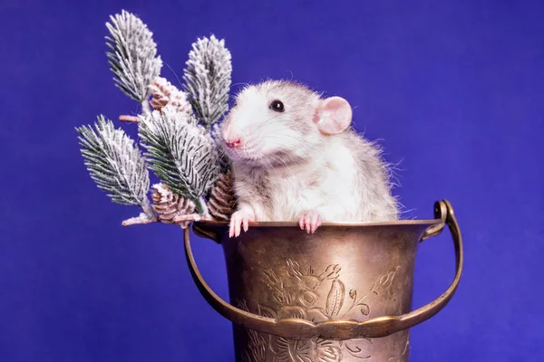 Симпатичный Крысиный Дамбо Ведре Шампанским Снежными Ветками Символ Нового Года — стоковое фото