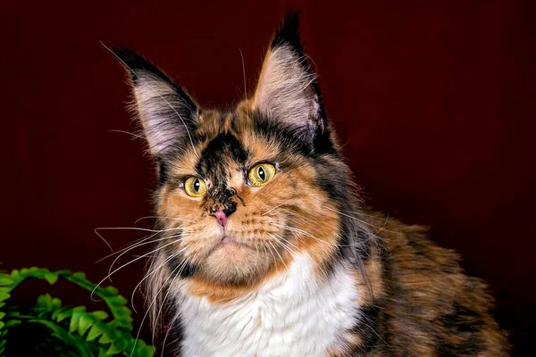 Величезна Котяча Кішка Коричневому Фоні Ізольована Студія — стокове фото