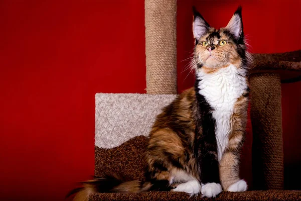 Enorme Maine Coon Cat Fundo Vermelho Isolado Estúdio — Fotografia de Stock