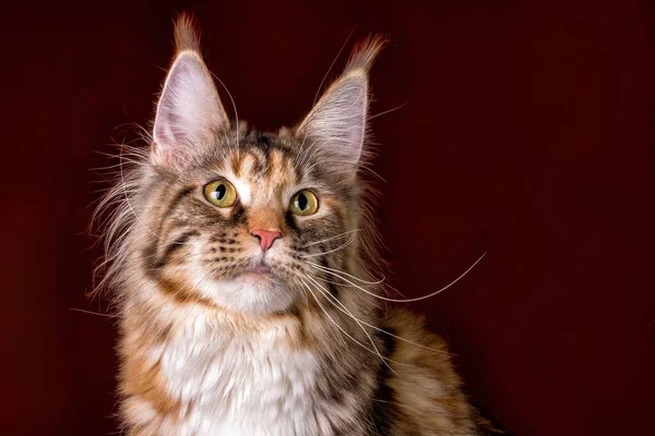 Enorma Maine Coon Katt Brun Bakgrund Isolerad Studio — Stockfoto