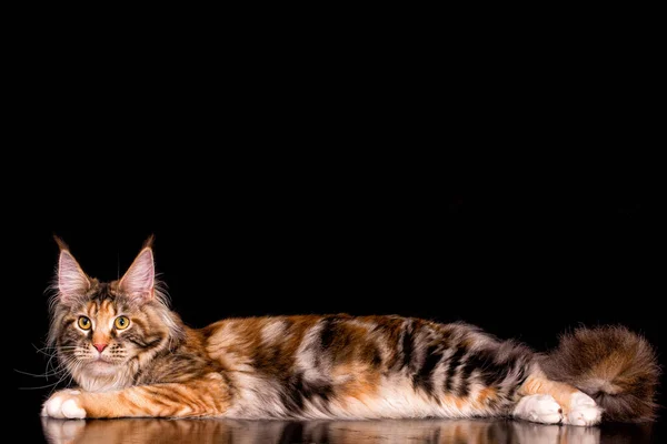 Huge Maine Coon Cat Brown Background Isolated Studio — Stock Photo, Image