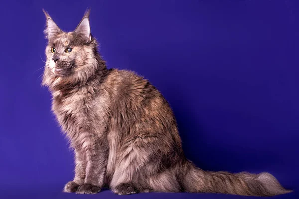 Grande Gatto Procione Del Maine Sullo Sfondo Blu Sudio Isolato — Foto Stock