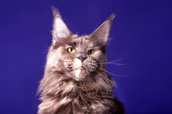 Stor Maine Coon Katt Den Blå Bakgrunden Sudio Isolerad — Stockfoto