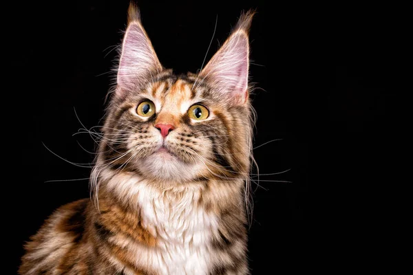 Riesige Maine Coon Katze Auf Braunem Hintergrund Isoliert Studio Stockfoto