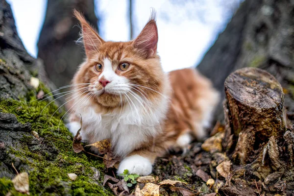 Gran Gatito Coon Maine Sentado Árbol Bosque Verano — Foto de Stock