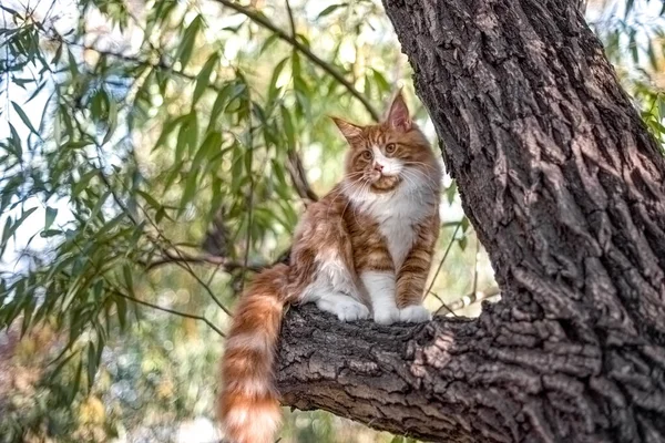 Великий Кошеня Мадяр Сидить Дереві Лісі Влітку — стокове фото