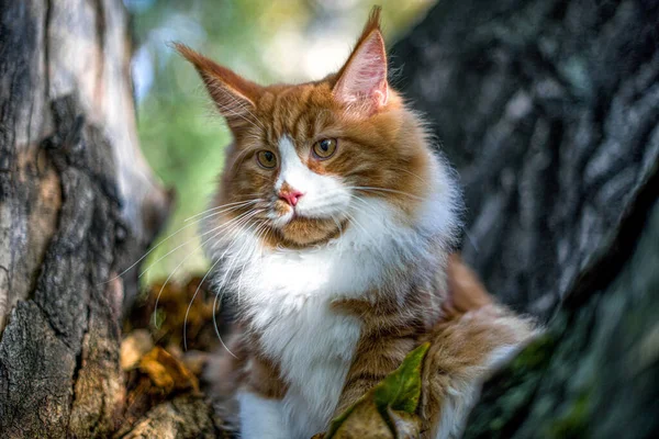 Gran Gatito Coon Maine Sentado Árbol Bosque Verano — Foto de Stock