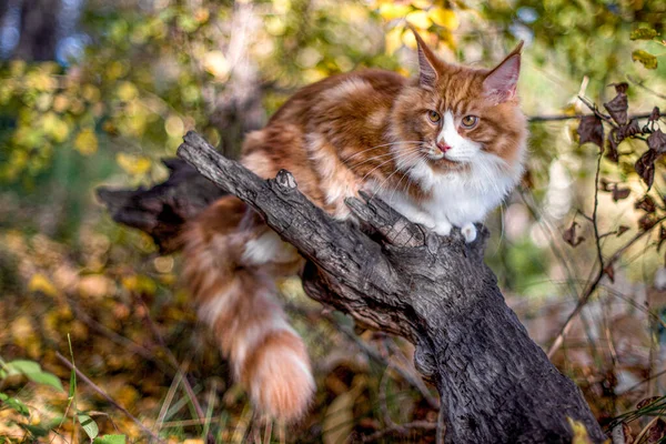 Gran Gatito Coon Maine Sentado Árbol Bosque Verano — Foto de Stock