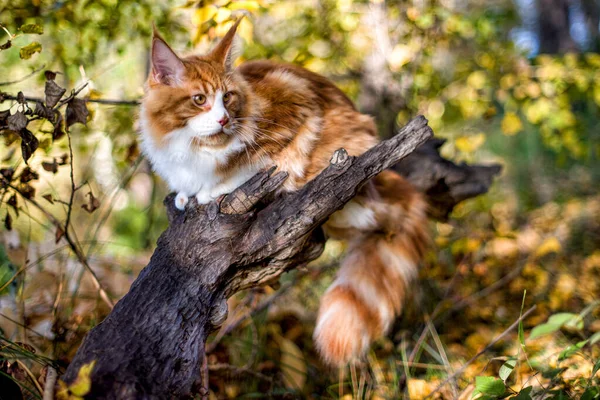 Gran Gatito Coon Maine Sentado Árbol Bosque Verano — Foto de Stock