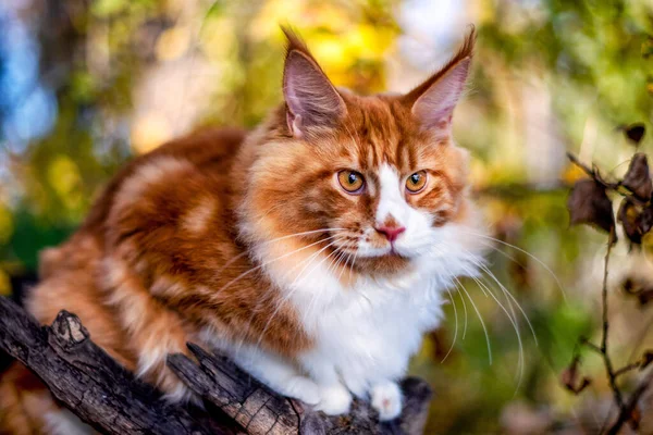 Ein Großes Maine Coon Kätzchen Sitzt Sommer Auf Einem Baum — Stockfoto