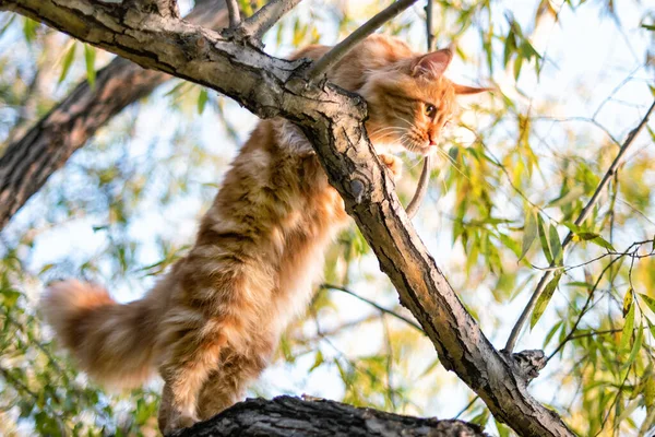 Великий Кошеня Мадяр Сидить Дереві Лісі Влітку — стокове фото