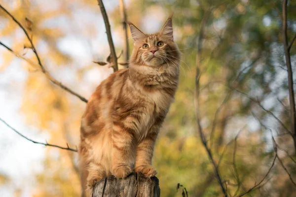 Grande Maine Vermelho Gatinho Cupom Sentado Uma Árvore Uma Floresta — Fotografia de Stock