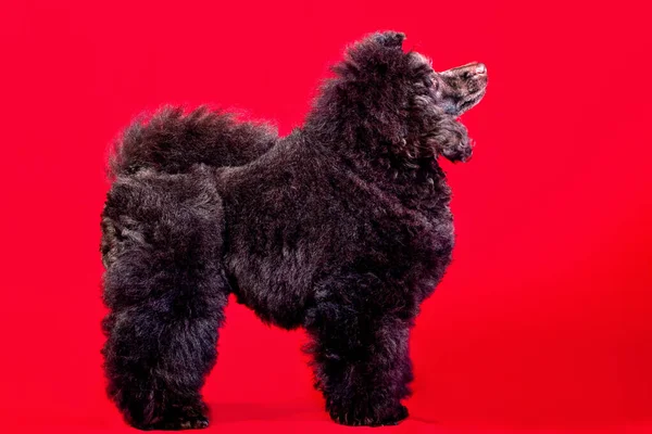 Barboncino Reale Nero Sfondo Rosso Piedi Studio Isolato — Foto Stock