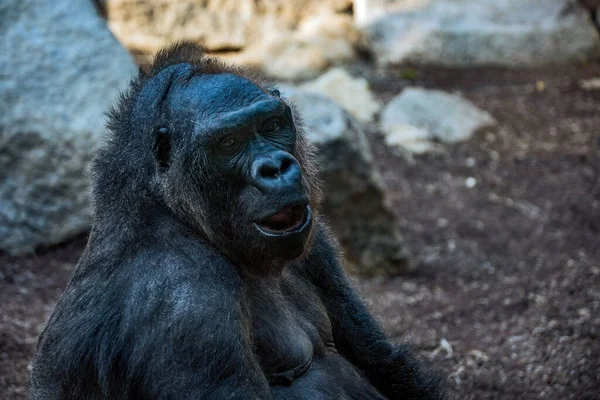 Een Portret Van Een Enorme Zwarte Gorilla Stenen Achtergrond — Stockfoto