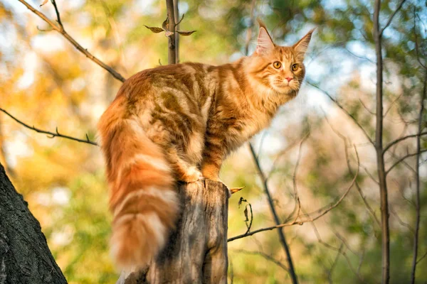 Big Maine Coon Kitten Sitting Tree Forest Summer — Stock Photo, Image