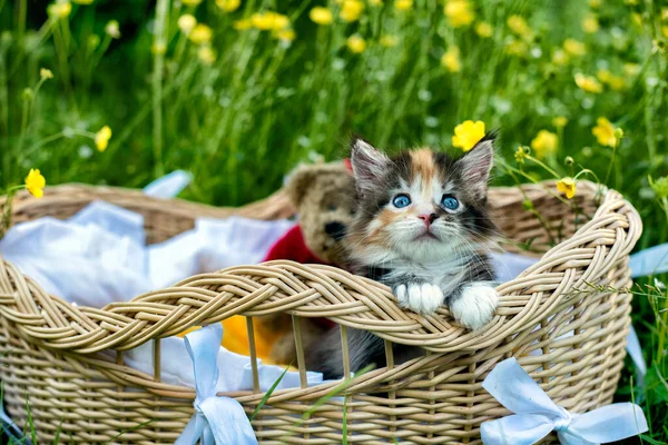 Adorable Maine Coon Kitten Basket Background Flowers — Stock Photo, Image