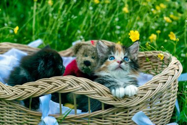 Çiçeklerin arka planında sepetin içinde sevimli bir rakun yavrusu..