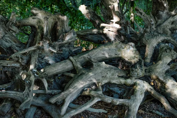 Korzenie Dużych Drzew Letnim Lesie — Zdjęcie stockowe