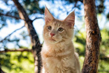 Yazın ormanda ağaçta oturan büyük beyaz bir rakun yavrusu..