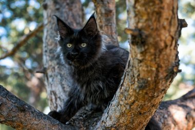 Yazın ormanda ağaçta oturan büyük siyah bir rakun yavrusu..