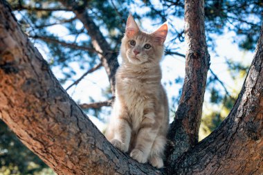 Yazın ormanda ağaçta oturan büyük beyaz bir rakun yavrusu..