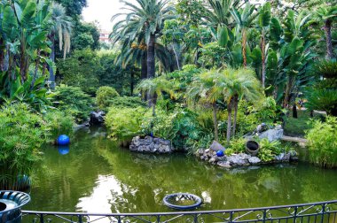 Tropikal palmiye, su ve taş manzarası.