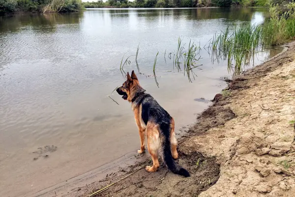 Yazın Nehir Kıyısında Yürüyen Bir Alman Çoban Köpeği — Stok fotoğraf