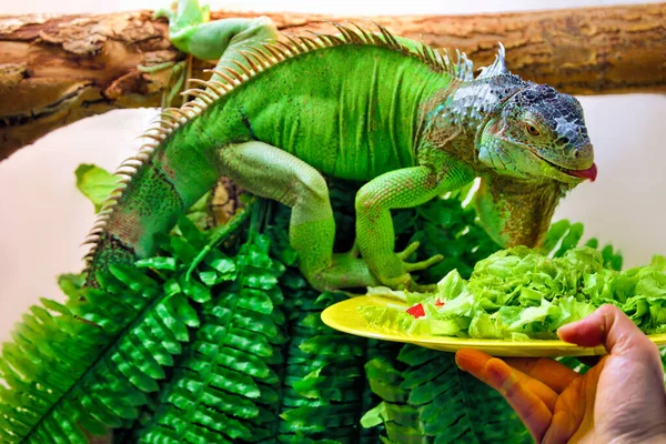 Eine Große Grüne Leguaneidechse Sitzt Auf Einem Baum Und Isst lizenzfreie Stockfotos