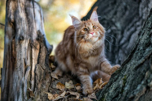 Ein Großes Rotes Maine Coon Kätzchen Sitzt Sommer Auf Einem — Stockfoto