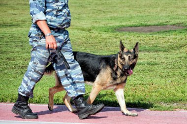 Kamuflajlı bir asker çoban köpeğiyle devriye geziyor..
