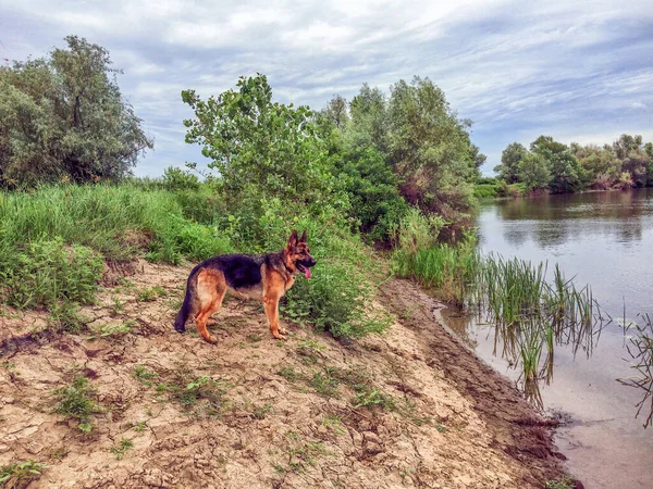 Yazın Nehir Kıyısında Yürüyen Bir Alman Çoban Köpeği — Stok fotoğraf