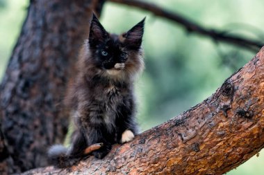 Yazın ormanda ağaçta oturan sevimli bir rakun yavrusu..