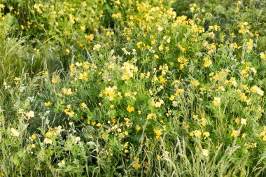 Baharda çayırda renkli kır çiçekleri..