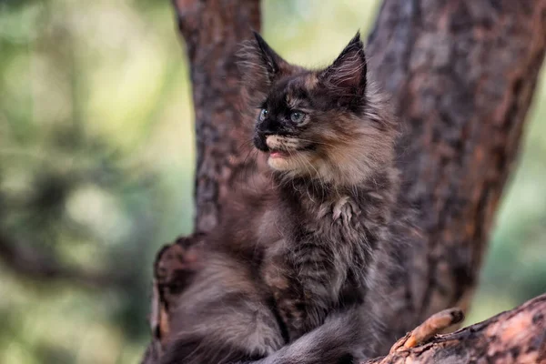 Heerlijk Maine Coon Kitten Zittend Een Boom Een Bos Zomer — Stockfoto